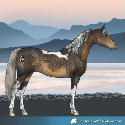 Horse Color:Silver Smoky Black Tobiano 