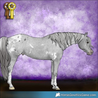 Horse Color:White Spotted Black Tobiano Appaloosa Rabicano 