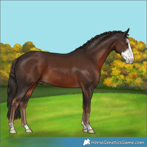 Horse Color:Liver Chestnut Sabino 