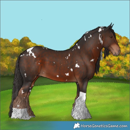 Horse Color:White Spotted Liver Chestnut Tobiano 