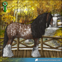 Horse Color:Gray White Spotted Liver Chestnut Appaloosa Rabicano  and Gray White Spotted Classic Champagne Rabicano 