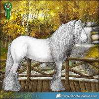 Horse Color:Gray White Spotted Liver Chestnut Appaloosa Rabicano  and Gray White Spotted Classic Champagne Rabicano 