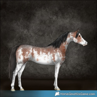 Horse Color:White Spotted Bay Sabino 