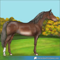 Horse Color:Liver Chestnut Mushroom 