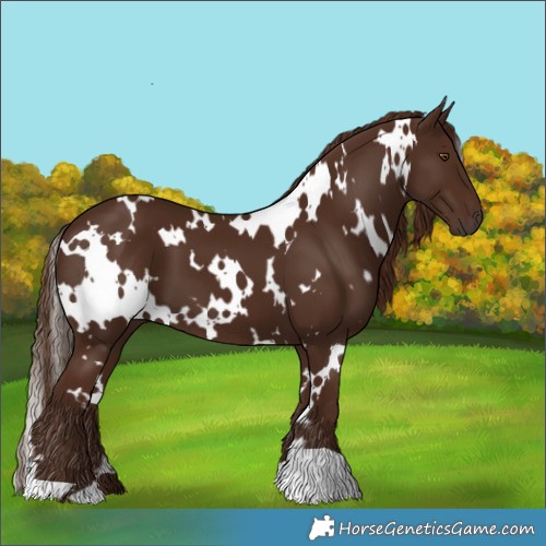 Horse Color:White Spotted Liver Chestnut 