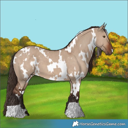 Horse Color:White Spotted Liver Red Dun 