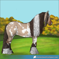 Horse Color:White Spotted Liver Red Dun