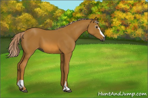 Horse Color:Gray Palomino Sabino