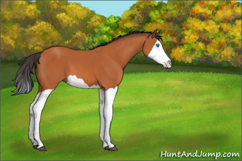 Horse Color:Bay Splash