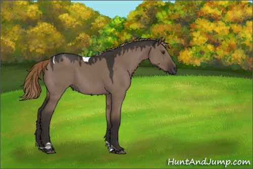 Horse Color:Liver Red Dun Tobiano Rabicano 