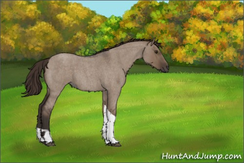 Horse Color:Liver Red Dun Roan Tobiano 