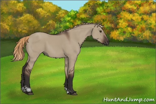 Horse Color:Liver Red Dun Tobiano Rabicano 