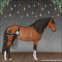 Horse Color:Buckskin Rabicano 