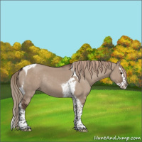 Horse Color:Liver Red Dun Splash Tobiano Rabicano 