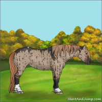 Horse Color:Liver Red Dun Tobiano Brindle 