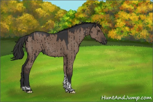 Horse Color:Liver Red Dun Tobiano Rabicano Brindle 