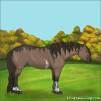 Horse Color:Liver Red Dun Tobiano Rabicano 