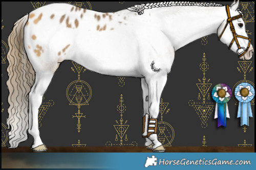 Horse Color:Buckskin Splash Frame Appaloosa Rabicano 
