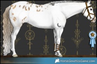 Horse Color:Buckskin Splash Frame Appaloosa Rabicano 
