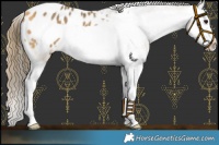 Horse Color:Buckskin Splash Frame Appaloosa Rabicano