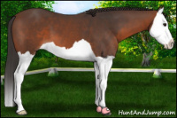 Horse Color:Brown Splash 