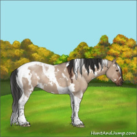 Horse Color:White Spotted Liver Red Dun Tobiano Rabicano 