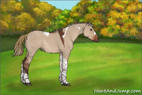 Horse Color:Liver Red Dun Tobiano Rabicano 