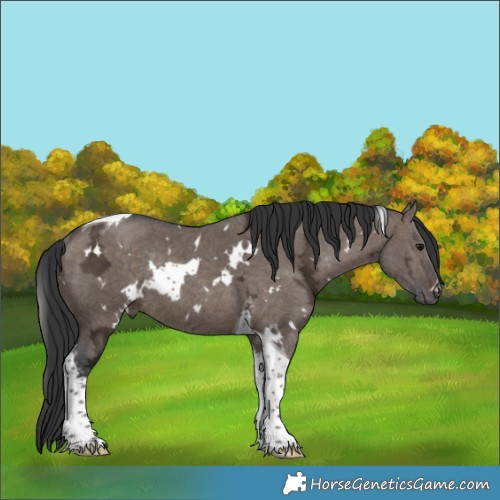 Horse Color:White Spotted Brown Ice Dun Tobiano Rabicano 