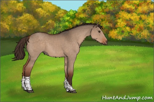 Horse Color:Liver Red Dun Tobiano Rabicano 