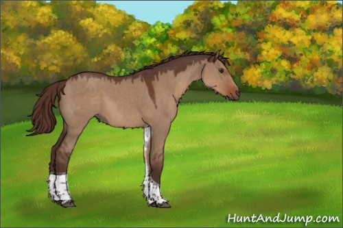 Horse Color:Liver Red Dun Tobiano 