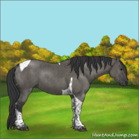 Horse Color:Grullo Tobiano Rabicano Brindle 