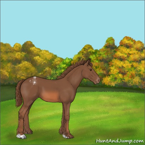 Horse Color:Chestnut Appaloosa 