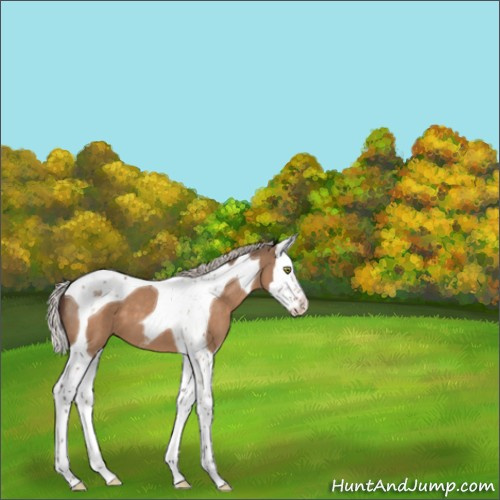 Horse Color:Silver Brown Dun Splash Tobiano Appaloosa 