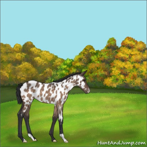Horse Color:Brown Roan Dun Appaloosa 