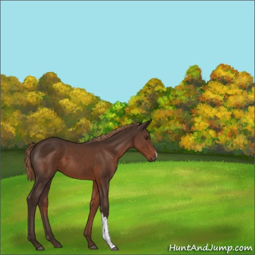 Horse Color:Liver Chestnut 