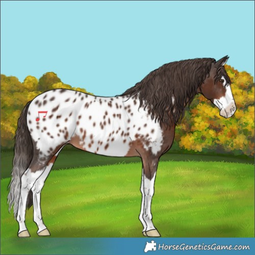 Horse Color:Liver Chestnut Splash Appaloosa 