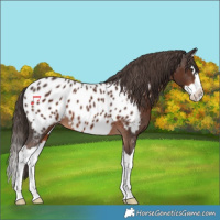 Horse Color:Liver Chestnut Splash Appaloosa 
