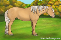 Horse Color:Gold Cream Champagne 