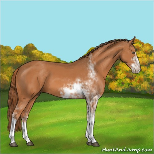 Horse Color:Chestnut Sabino 