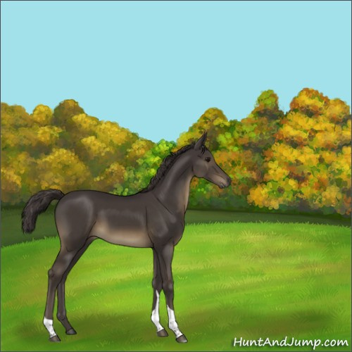 Horse Color:Smoky Black Tobiano 