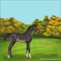 Horse Color:Smoky Black Tobiano