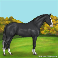 Horse Color:Black Splash 