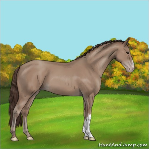 Horse Color:Classic Champagne 