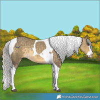 Horse Color:Silver Buckskin Dun Splash Tobiano Rabicano 