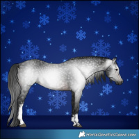 Horse Color:Gray White Spotted Brown 