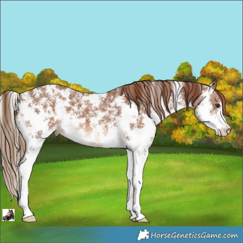 Horse Color:Chestnut Sabino 