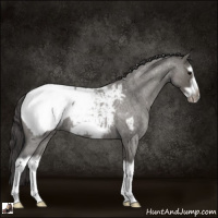 Horse Color:Grullo Roan Splash Frame Appaloosa 