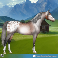 Horse Color:Gray Bay Appaloosa 