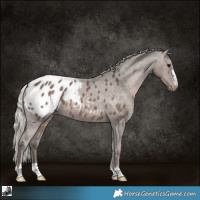 Horse Color:Silver Black Appaloosa 