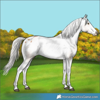 Horse Color:White Spotted Silver Brown Pearl Appaloosa 